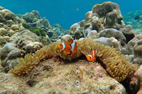 ทัวร์เกาะไม้ท่อนโดยเรือเร็วสปีดโบ๊ทกับ Love Andaman