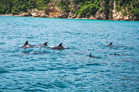 ล่องเรือใบ เกาะไม้ท่อน เต็มวัน เช้า/บ่าย