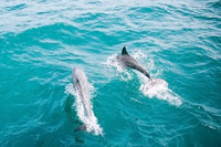 ล่องเรือ Discover Catamaran ทัวร์เกาะราชา เกาะไม้ท่อน