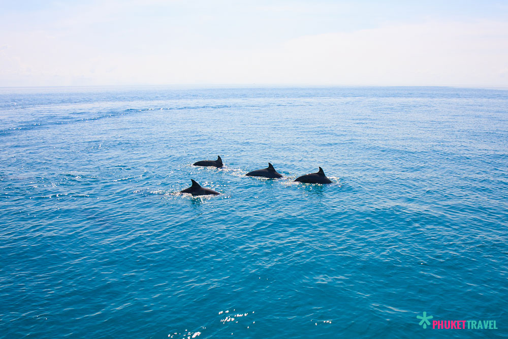 ทัวร์เกาะราชาน้อย เกาะราชาใหญ่ เกาะไม้ท่อน กับ Seastar Andaman