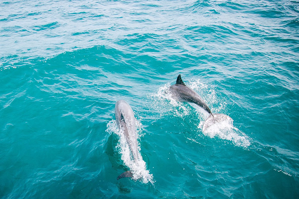 ทัวร์ล่องเรือใบเกาะไม้ท่อนและอ่าวยนกับ Discover Catamaran