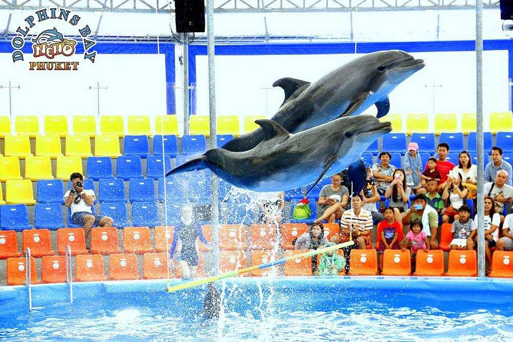 โชว์โลมา ภูเก็ต Phuket Dolphins Bay Show