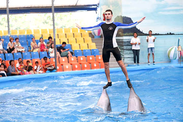 โชว์โลมา ภูเก็ต Phuket Dolphins Bay Show