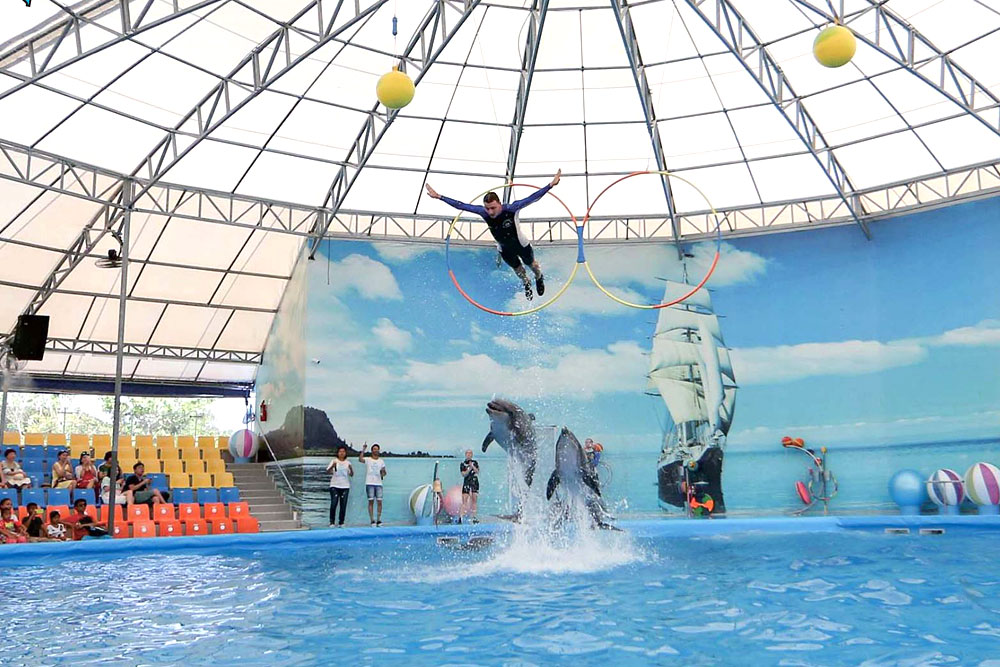 โชว์โลมา ภูเก็ต Phuket Dolphins Bay Show