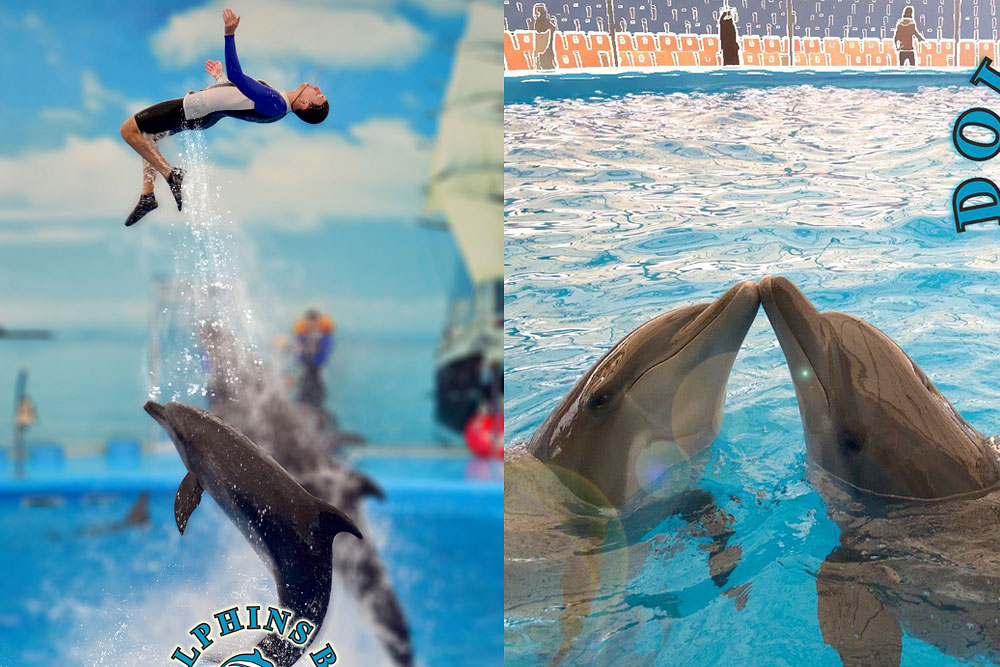 โชว์โลมา ภูเก็ต Phuket Dolphins Bay Show