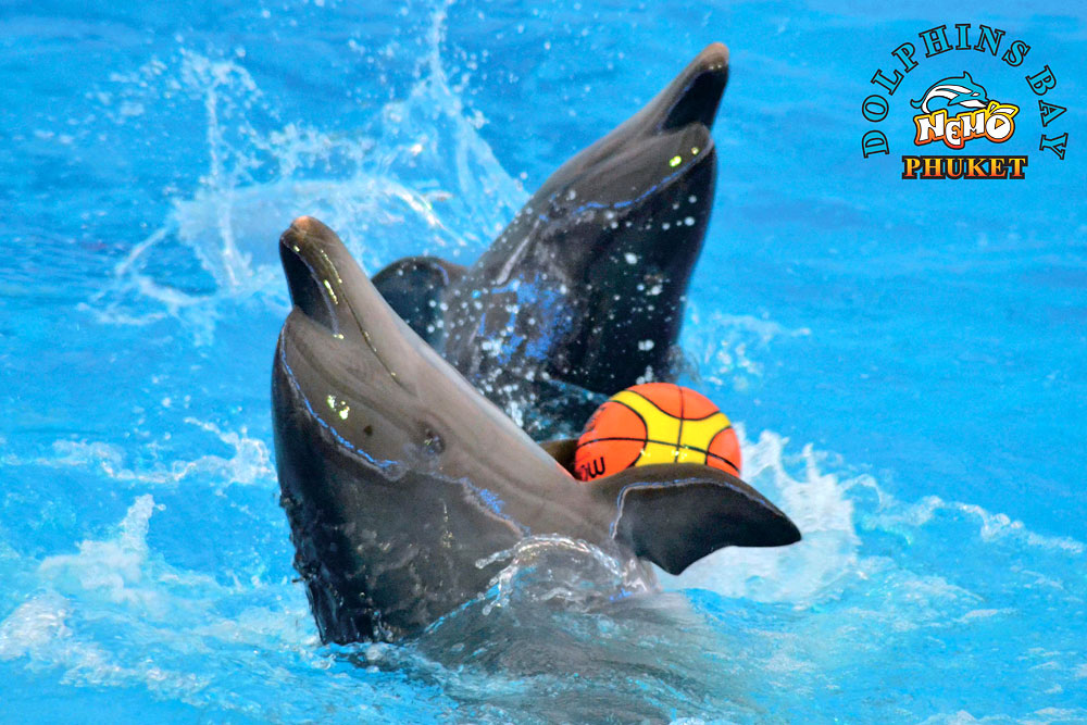 โชว์โลมา ภูเก็ต Phuket Dolphins Bay Show