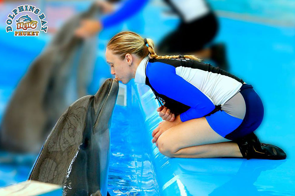โชว์โลมา ภูเก็ต Phuket Dolphins Bay Show