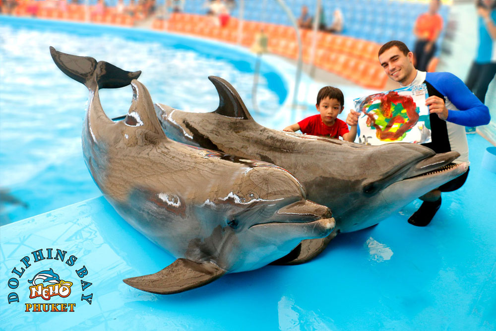 โชว์โลมา ภูเก็ต Phuket Dolphins Bay Show