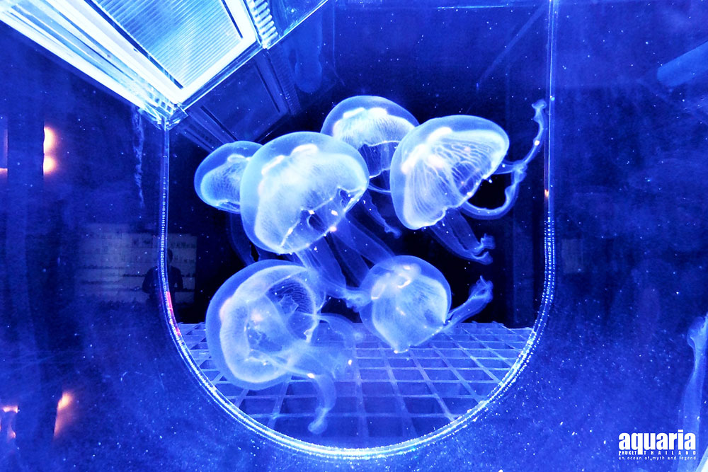 ตั๋ว อควาเรีย ภูเก็ต (Aquaria Phuket)