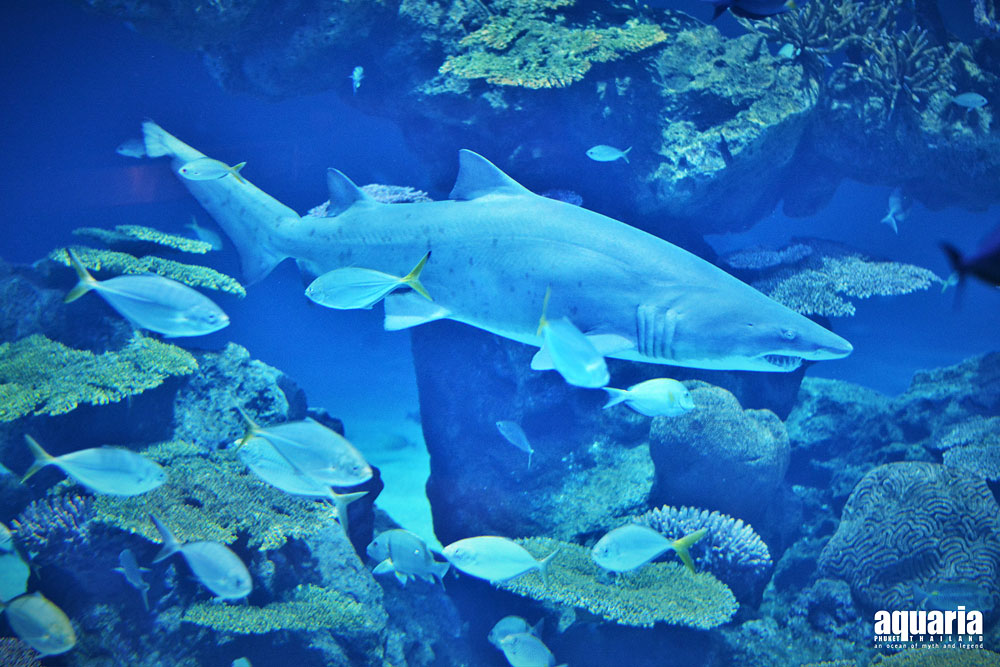 ตั๋ว อควาเรีย ภูเก็ต (Aquaria Phuket)
