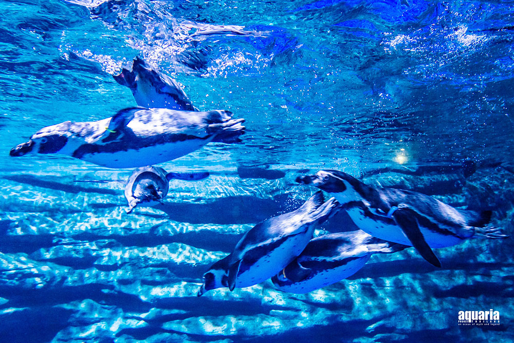 ตั๋ว อควาเรีย ภูเก็ต (Aquaria Phuket)
