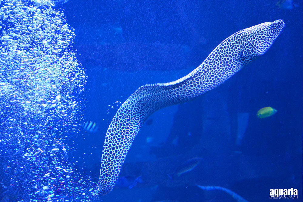 ตั๋ว อควาเรีย ภูเก็ต (Aquaria Phuket)