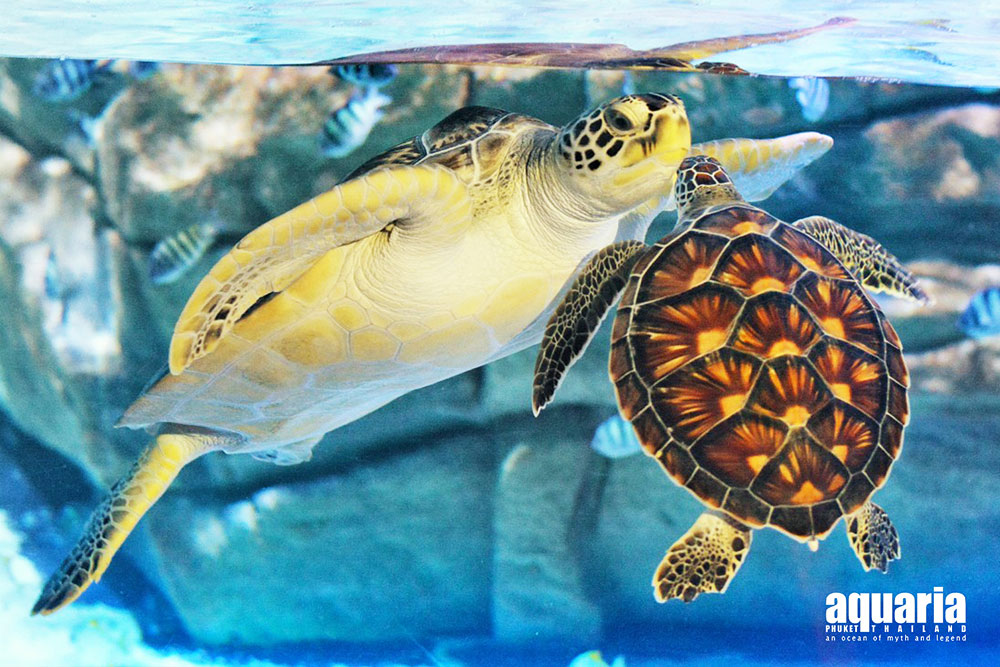 ตั๋ว อควาเรีย ภูเก็ต (Aquaria Phuket)