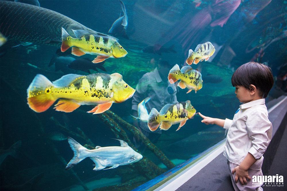 ตั๋ว อควาเรีย ภูเก็ต (Aquaria Phuket)
