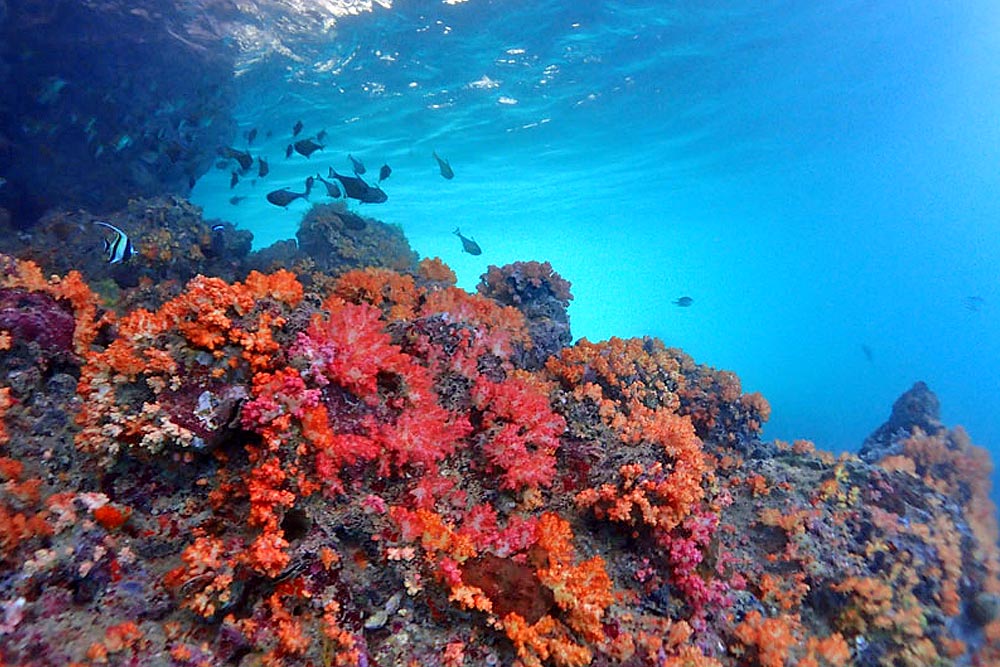 ทัวร์ทะเลพม่า 3 เกาะ เกาะหัวใจมรกต ทริปวันเดียว