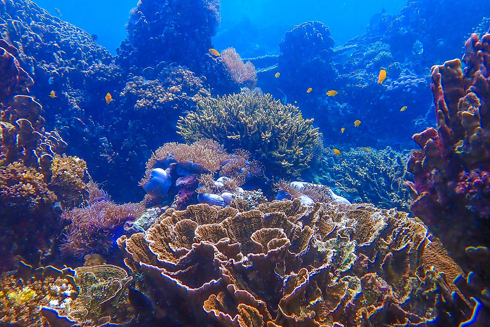 ทัวร์เกาะบรูเออร์และเกาะย่านเชือก โดย Sea Star Andaman