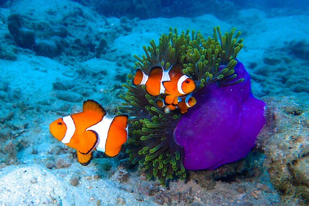 ทัวร์เกาะบรูเออร์และเกาะย่านเชือก โดย Sea Star Andaman