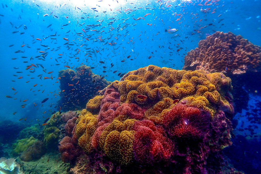 ทัวร์เกาะบรูเออร์และเกาะย่านเชือก โดย Sea Star Andaman