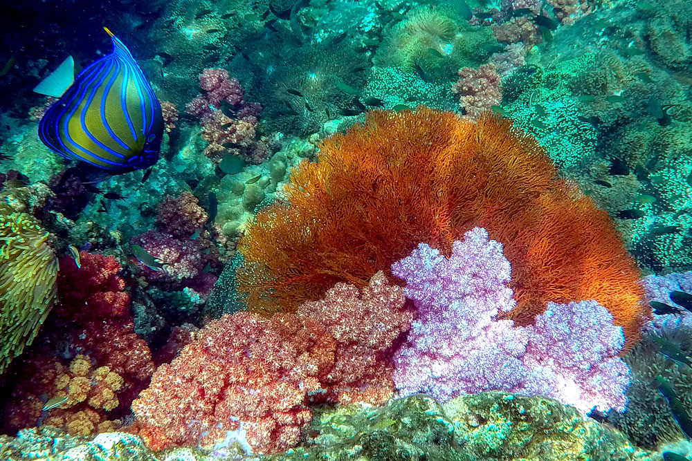 ทัวร์เกาะบรูเออร์และเกาะย่านเชือก โดย Sea Star Andaman